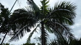 vignette palmier Archontophoenix cunninghamiana
