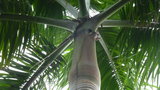 vignette palmier Roystonea borinquena
