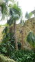 vignette palmier Cocothrinax argentea