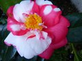 vignette Camellia japonica R.L.Wheeler variegated gros plan au 07 02 14