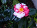 vignette Camellia japonica R.L.Wheeler variegated au 07 02 14
