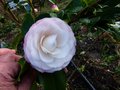 vignette Camellia Japonica Desire au 07 02 14
