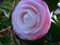 vignette Camellia japonica Desire autre fleur au 07 02 14
