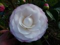 vignette Camellia japonica Desire gros plan au 07 02 14