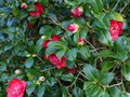vignette Camellia japonica Bob's tinsie au 07 02 14