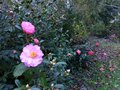 vignette Camellia Williamsii Mary Phoebe Taylor autre vue au 08 02 14