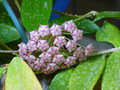 vignette Hoya pubicalyx 'Silver Pink'