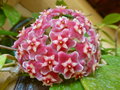 vignette Hoya pubicalyx 'Silver Pink'