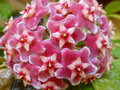 vignette Hoya pubicalyx 'Silver Pink'