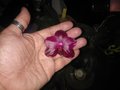 vignette Phalaenopsis Sogo Grape