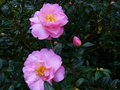 vignette Camellia Williamsii Mary phoebe Taylor au 09 02 14