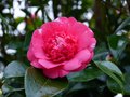 vignette Camellia japonica Elegans gros plan au 09 02 14