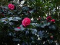 vignette Camellia japonica Elegans au 10 02 14