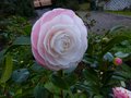 vignette Camellia japonica Desire gros plan au 10 02 14