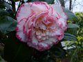 vignette Camellia Japonica Margaret Davies gros plan au 11 02 14