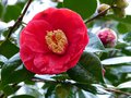vignette Camellia japonica Grand Prix gros plan au 11 02 14