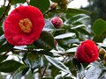 vignette Camellia japonica Grand Prix premires fleurs au 11 02 14