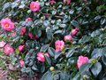 vignette Camellia japonica Lady Clare au 12 02 14