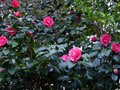 vignette Camellia japonica Elegans au 12 02 14