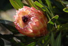 vignette Protea compacta x obtusifolia 