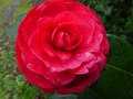 vignette Camellia japonica Margherita Coleoni premires fleurs gros plan au 13 02 14