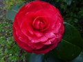 vignette Camellia japonica Margherita Coleoni premires fleurs au 13 02 14