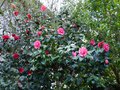 vignette Camellias japonica Elegans et Freedom bell en compagnie au 13 02 14
