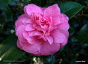 vignette Camélia ' PRESTON ROSE ' camellia japonica ?