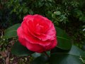 vignette Camellia japonica Margherita Coleoni au 14 02 14