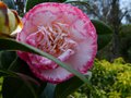 vignette Camellia Japonica Margaret Davies gros plan au 14 02 14
