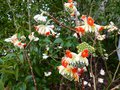 vignette Edgeworthia Chrysantha parfumé au 14 02 14