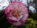 vignette Camellia japonica Margaret Davies gros plan au 15 02 14