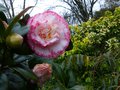 vignette Camellia japonica Margaret Davies au 15 02 14