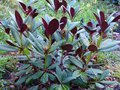 vignette Rhododendron Hybride de neriiflorum au beau revers de feuilles couleur Bordeaux au 16 02 14