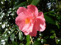 vignette Camellia 'Barbara Clark'