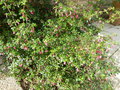 vignette Fuchsia Microphylla