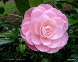 vignette Camélia ' NUCCIO'S CAMEO ' camellia japonica