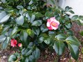 vignette Camellia japonica R.L.Wheeler variegated au 18 02 14