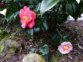 vignette Camellia japonica R.L.Wheeler variegated gros plan au 18 02 14