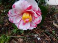 vignette Camellia japonica R.L.Wheeler variegated autre gros plan au 18 02 14
