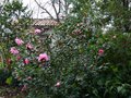 vignette Camellia Williamsii Mary Phoebe Taylor autre vue au 18 02 14