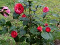 vignette Camellia japonica Margherita Coleoni au 18 02 14