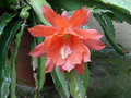 vignette Epiphyllum hybride Fleur