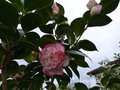 vignette Camellia japonica Margaret Davies au 19 02 14