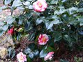 vignette Camellia japonica R.L.Wheeler variegated  au 19 02 14