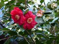 vignette Camellia japonica Grand Prix aux normes fleurs au 19 02 14