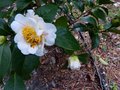 vignette Camellia japonica Scented sun parfum premire fleur grignote par un mulot au 19 02 14