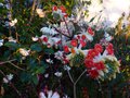 vignette Edgeworthia Chrysantha red dragon gros plan parfum au 19 02 14