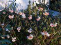 vignette Edgeworthia Chrysantha red dragon parfum au 19 02 14