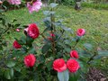 vignette Camellia japonica Margherita Coleoni magnifique au 20 02 14